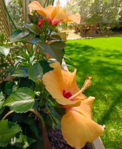 Gambar di galeri bagi Le Lagon Rose nice bungalow Camping SIBLU le Mar Estang Canet-en-Roussillon, 2 rooms, 2 bathrooms, 2 TV, free WIFI, sheets & towels included, beach at 5 mn walk di Canet-en-Roussillon