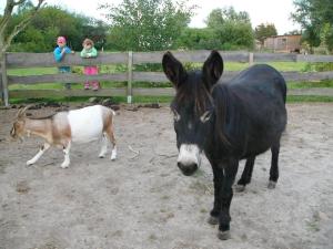 a donkey and a goat standing next to a fence at Ferienwohnung Zeesenboot mit möblierter Terrasse in Saal