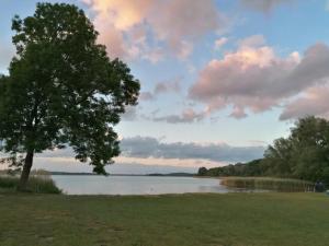a tree in a field next to a lake at Ferienhaus in Dahmen mit Großem Garten in Dahmen