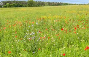 un campo de amapolas y otras flores en un campo en 2 Bedroom Nice Apartment In Rechlin, en Rechlin