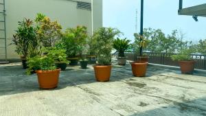Un grupo de plantas en macetas en un balcón. en Modern and Homey 2BR at MT Haryono Square Apartment By Travelio, en Yakarta