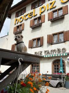 Fotografie z fotogalerie ubytování Hotel Piz Tambo v destinaci Splügen