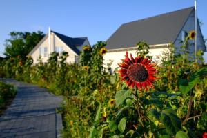 a sunflower in a field next to a house at Barrierefreies Ferienhaus in Altwarp mit Sauna, Kamin und Wasserblick in Altwarp