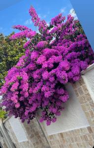 Zahrada ubytování Villa Guajira