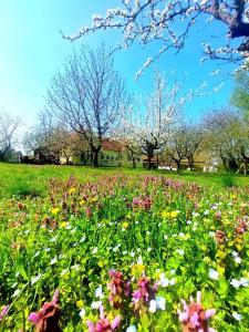 Zahrada ubytování Idylický rodinný penzión Arkádia pri Dunajskej cyklotrase