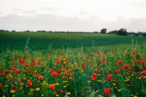 a field of poppies and flowers in a field at Agriturismo Tenuta La Castelluzza in Tuscania