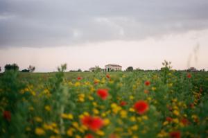 a field of flowers with a house in the background at Agriturismo Tenuta La Castelluzza in Tuscania