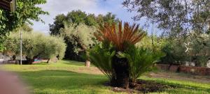 a plant in a park with trees and grass at Villa Hephaestus Etna - with private pool in Ragalna