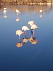 a group of flamingos standing in the water at A la frégate Port-Camargue Grau-du-Roi in Le Grau-du-Roi