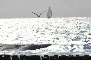 a bird flying over the ocean with a sail boat at Altes Deichbauernhaus mit Scheune, Garten und zwei Etagen in Nieuwvliet +14 photos