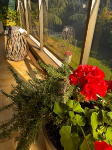 a window with a bunch of red flowers on a window sill at Apt "Laura" Terrasse - Parking - Plage - 5pers in Juan-les-Pins