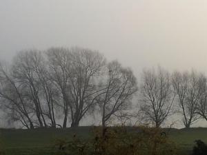 a group of trees in a field in the fog at Ferienhaus für 7 Personen ca 90 m in Marschacht, Hamburg und Umgebung in Marschacht +14 photos