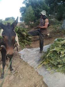 a man is standing next to a donkey at KETAMA home stay in Tlata Ketama