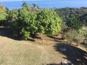 a tree on a hill with the ocean in the background at HiatusMobay in Montego Bay