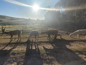 a group of animals grazing in a field at Kleinwatervalplaas Farm Stay Accomodation in Caledon