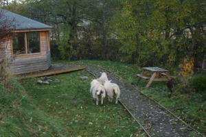 two sheep are standing on the side of the road at BCC Lochness Glamping in Bearnock