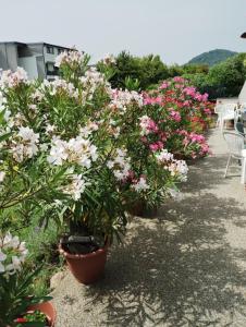 A garden outside Apartmany Fantagiro