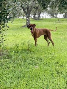 Ảnh trong thư viện ảnh của La Pizzuta del Principe ở Fasana