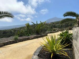 polna droga z palmami i górami w tle w obiekcie TENERIFE ECOLIFE HOUSES by APARTAMENTOS ESTRELLA DEL NORTE w mieście Garachico