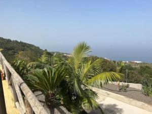 palma siedząca na szczycie drewnianego mostu w obiekcie TENERIFE ECOLIFE HOUSES by APARTAMENTOS ESTRELLA DEL NORTE w mieście Garachico