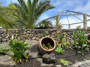 Ogród w obiekcie TENERIFE ECOLIFE HOUSES by APARTAMENTOS ESTRELLA DEL NORTE