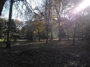 a park with trees and leaves on the ground at Manoir de la Marjolaine in Cabourg