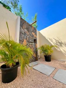 two plants in pots next to a stone wall at Lakaz Kannell - Coconut Lodge secluded outside shower, infinity pool in Cap Malheureux