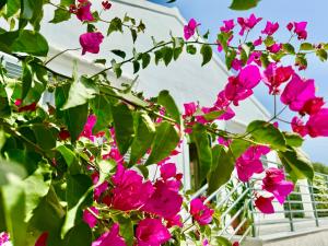 a bunch of pink flowers in front of a house at Elea Boutique Villa with private pool by DadoVillas in Acharavi