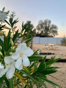 Giardino di Casa Agave: Comfy Joshua Tree Cottage With Free Breakfast Bar