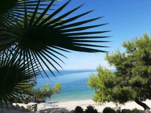 a view of the ocean from a palm tree at Apartman Mare BP in Dolac