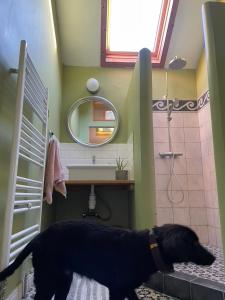 a black dog standing in a bathroom with a shower at La Bruyere du Coq Stables in Sart-Dames-Avelines +9 photos