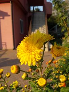 a bunch of yellow flowers in front of a building at Apartments Lazarević in Kotor
