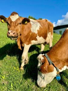 Mynd úr myndasafni af Hotel Ledererwirt í Sankt Lambrecht