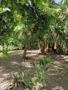 Zahrada ubytování Villa Pakala au Diamant-jolie villa avec piscine et jardin
