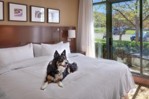 Domáce zviera alebo zvieratá hostí v ubytovaní Salt Lake City Marriott University Park