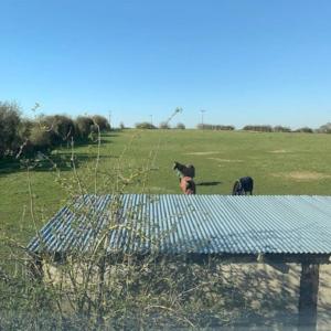 Eine Gruppe von drei Kühen steht auf einem Feld in der Unterkunft The Rickyard in Carterton