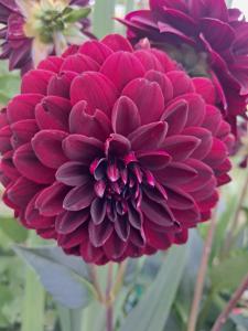 Foto dalla galleria di BEllA a Sinj (Signo)