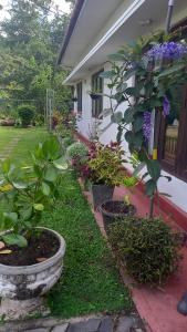 a garden with plants and flowers in front of a house at Mahaweli Shades in Kandy