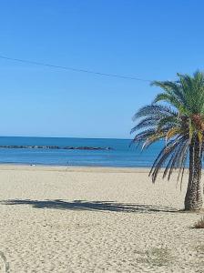 a palm tree on a sandy beach with the ocean at il Rifugio di Franco e Silvia in San Benedetto del Tronto