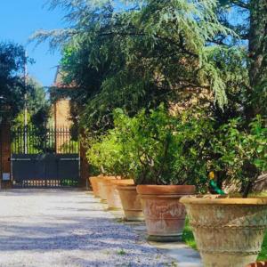 a row of potted trees in pots on a sidewalk at Villa Lulli affittacamere in Sansepolcro +28 photos