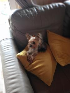 Galeriebild der Unterkunft Sosnowy zakątek odpocznij tu in Kurzętnik