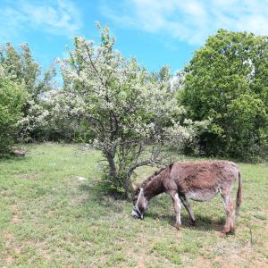 Loomad apartemendi aladel või selle läheduses