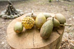 Afbeelding uit fotogalerij van Magico Bosque - Bungalow in Moyobamba +23 foto's