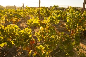 Fotografie z fotogalerie ubytování Allegretto Vineyard Resort Paso Robles v destinaci Paso Robles