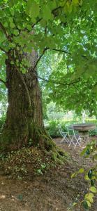 ein Baum mit einer Bank davor in der Unterkunft Casa Grande - Casas de Campo na Serra da Estrela in Paços da Serra + 2 Fotos