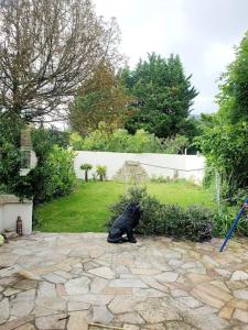 a black cat sitting on the ground in a yard at Maison avec jardin 6 min du RER in Villiers-sur-Marne