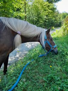 Loomad palkmajakese aladel või selle läheduses