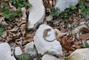 Fotografie z fotogalerie ubytování Le Sareymond v destinaci Menée