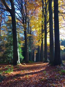 Gallery image of Fox Inn in Tervuren