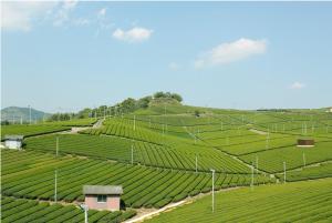 un champ de plantations de thé vert avec un bâtiment sur la colline dans l'établissement 池の山荘, à Yame